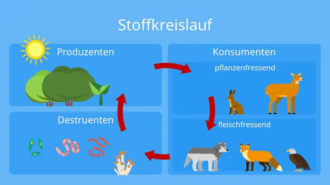 Produzenten, Konsumenten, Destruenten, Pflanzen, Tiere, Bakterien, Nahrungsbeziehungen