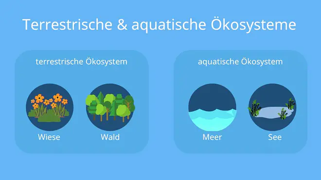 terristische Ökosysteme, aquatische Ökosysteme, limnische Ökosysteme, marine Ökosysteme, Salzgehalt, Ökosystem Wald, Ökosystem Wiese, Ökosystem Regenwald, Ökosystem Hecke, kosystem See, Ökosystem Fließgewässer, Ökosystem Teich, Ökosystem Meer, Ökosystem Korallenriffe, Ökosystem Ozean