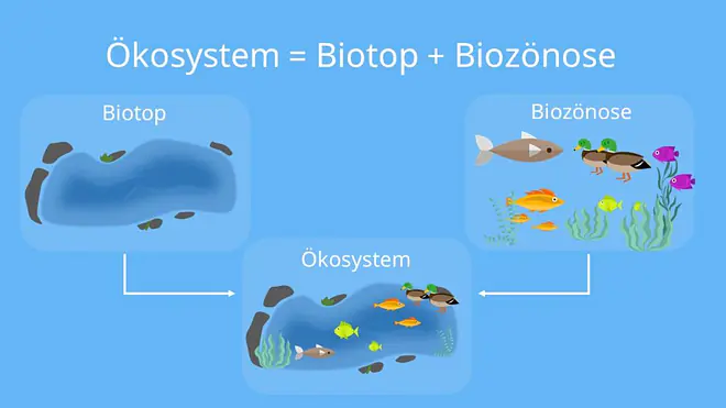 Ökosystem, Biotop, Biozönose, ökosystem definition, verschiedene ökosysteme, welche ökosysteme gibt es, ökosysteme beispiele, Lebensgemeinschaft