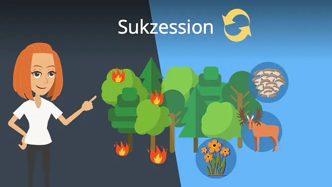 Zum Video: Sukzession