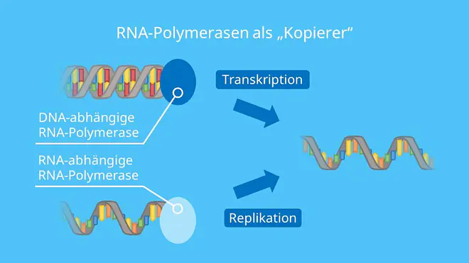 RNA-Polymerasen als „Kopierer“, DNA, RNA, Transkriptionsfaktoren, Replikation, Transkription