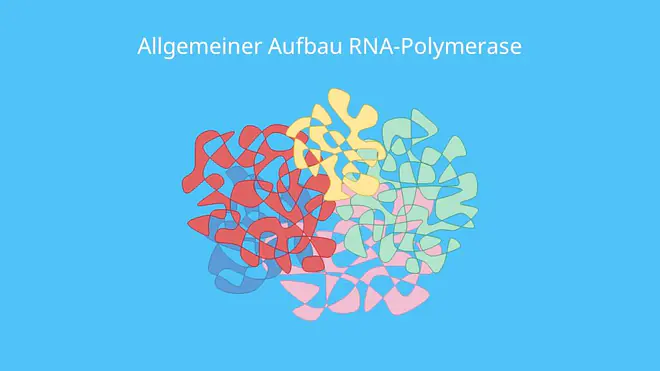 Allgemeiner Aufbau RNA-Polymerase, RNA Polymerase, DNA, RNA, Transkription, Untereinheit, Eukaryoten, Prokaryoten