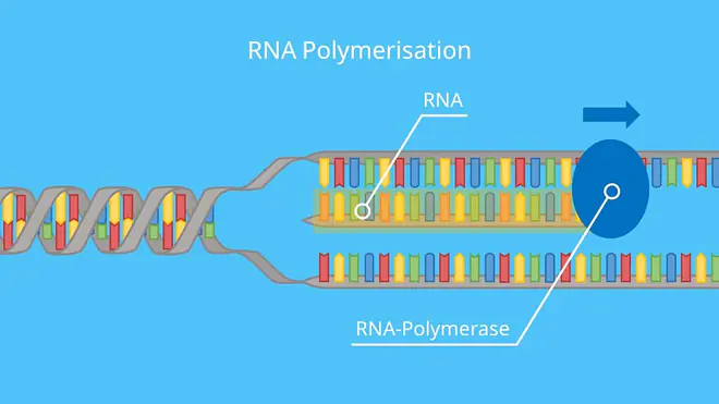 RNA Polymerisation, Transkription, Proteinbiosynthese, DNA, RNA, RNA-Polymerase