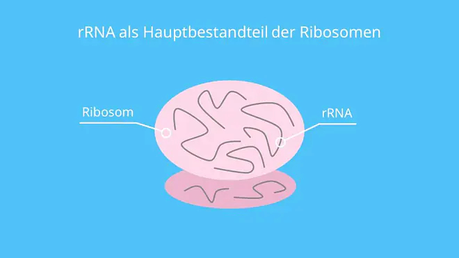 rRNA als Hauptbestandteil der Ribosomen, Ribsomen, rRNA, Proteinbiosynthese, Translation, Transkription, Eukaryoten, Prokaryoten
