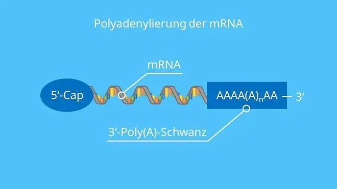 Polyandenylierung der mRNA, RNA-Prozessierung, Poly-A-Schwanz, 5'-Cap, RNA, Proteinbiosynthese