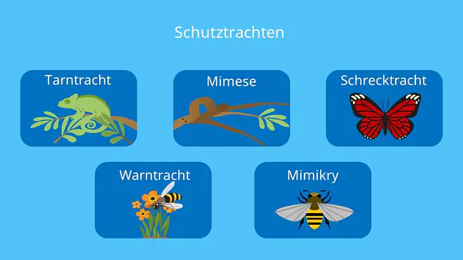 Tarntracht, Mimose, Schrecktracht, Warntracht, Mimikry, Beute, Beutetiere