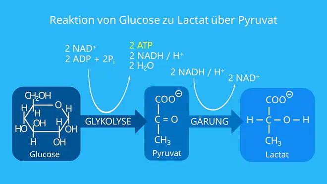 Glucose, ATP, Glykolyse und Milchsäuregärung, NADH/NAD+, Brenztraubensäure, Stoffwechsel, Gärung, Katabolismus