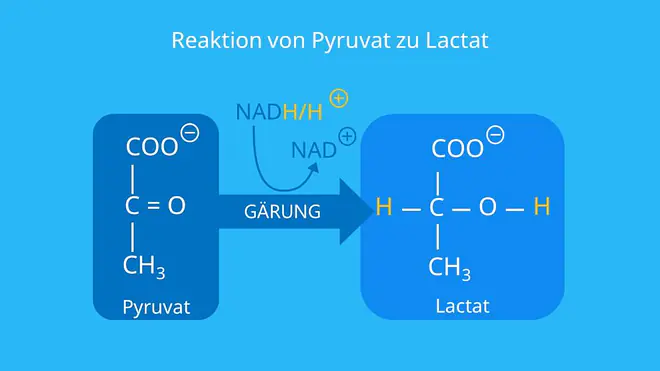 homofermentative Milchsäuregärung, anaerob, NADH/NAD+, Brenztraubensäure, Gärung, anaerober Stoffwechsel, Milchsäure Strukturformel