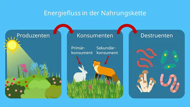 Energie, Ökosystem, Nahrungskette, Produzenten, Konsumenten, Destruenten, Sonnenenergie, Kohlenhydrate