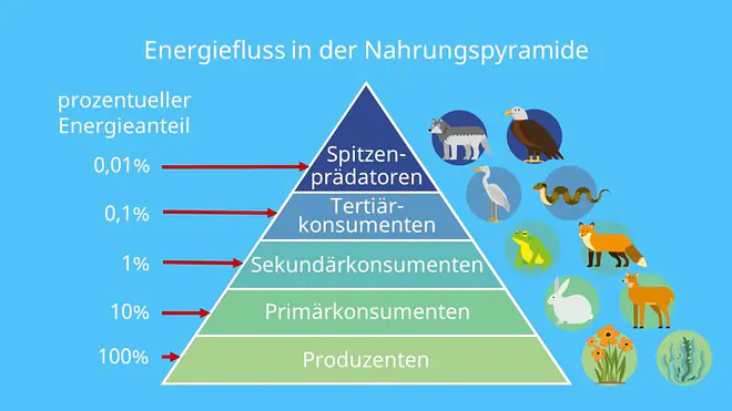 Produzenten, Destruenten, Konsumenten, Sonnenenergie, Biomasse, Pyramide, Ökosystem, Tiere, Pflanzen
