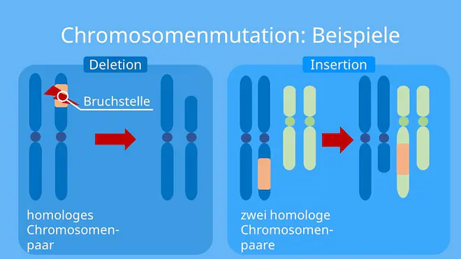 Chromosomenmutation, Deletion, Insertion, Mutationsarten, was ist eine Mutation, Mutationsformen, Mutationstypen, Arten von Mutationen, was sind Mutationen, Mutation einfach erklärt, mutation beispiele, Mutation Mensch