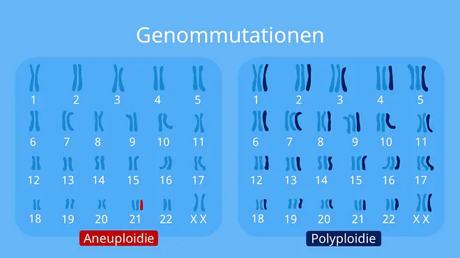 Genommutation, Aneuploidie, Polyploidie, Mutationsarten, was ist eine Mutation, Mutationsformen, Mutationstypen, Arten von Mutationen, was sind Mutationen, Mutation einfach erklärt, mutation beispiele