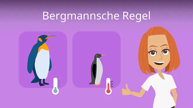 Zum Video: Bergmannsche Regel