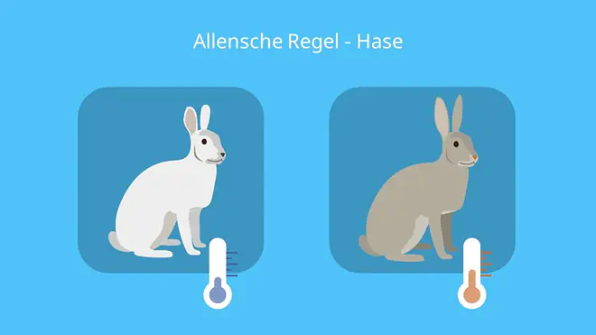 Beispiel, Extremitäten, Ohren, kalt, warm, Klimaregel, Allen Regel, Polarhase, kalifornischer Eselhase, Beispiele