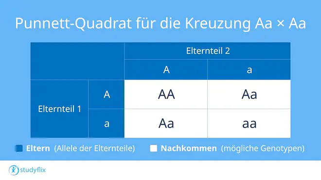 Ein Bild zeigt ein Punnet-Quadrat für die Kreuzung der heterozygoten Genotypen Aa und Aa. Je nachdem, welches Allel vererbt wird, ergeben sich die Genotypen der Nachkommen als homozygot dominant AA, heterozygot dominant Aa oder homozygot rezessiv aa. Für die Kombination heterozygot dominant Aa gibt es zwei mögliche Ausgangspunkte - je nachdem welches Elternteil das dominante und welches das rezessive Allel vererbt hat.