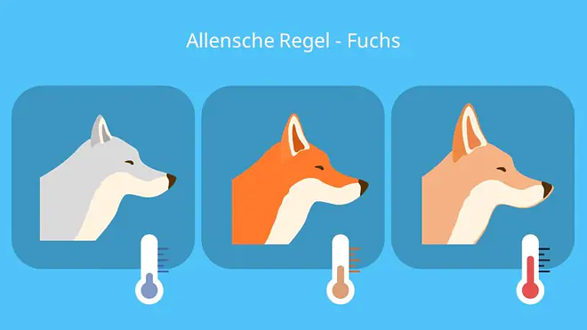 Allen Regel, Klimaregel, Beispiel, Beispiele, Warm, kalt, Polarfuchs, Wüstenfuchs, Fennen, Rotfuchs
