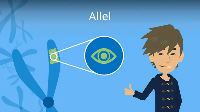 Zum Video: Allel