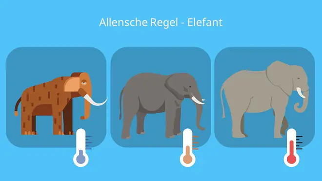 Allensche Regel Elefant; Alt-Text: Beispiel, Beispiele, Klimaregel, Allen Regel, afrikanischer Elefant, indischer Elefant, Mammut