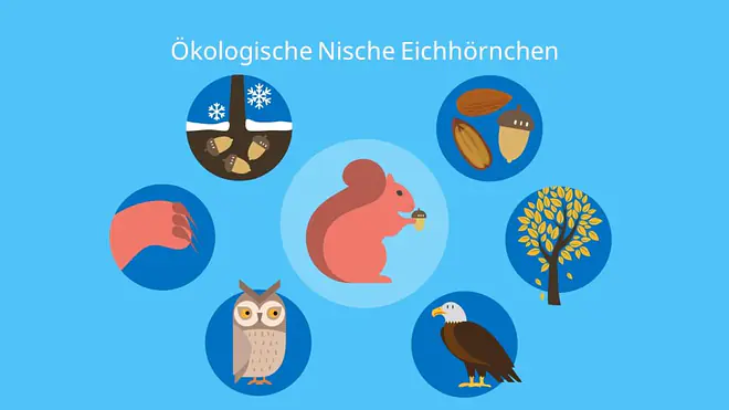 Ökologische Nische Eichhörnchen, Beispiel, Ökologie, Biologie, Eichhörnchen, Biotop, abiotische Faktoren, Biotische Faktoren, Umweltfaktoren