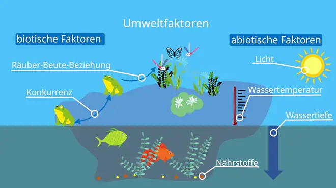 Umweltfaktoren, biotisch, abiotisch, Räuber-Beute-Beziehung, Konkurrenz, Teich, abiotische faktoren, abiotische umweltfaktoren, biotische faktoren, biotische umweltfaktoren, biotische und abiotische umweltfaktoren, biotische und abiotische faktoren, abiotische und biotische faktoren, nährstoffe im see, licht abiotischer faktor, wasser abiotischer faktor, abiotischer faktor wasser, abiotischer faktor licht