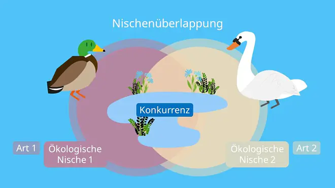 Nischenüberlappung, Ökologische Nische, Konkurrenz, Konkurrenzausschlussprinzip, Konkurrenzvermeidung, Arten, Ökologie, Biologie