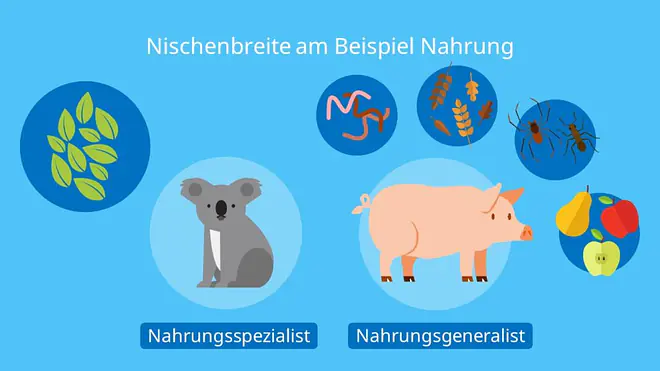 Nischenbereite am Beispiel Nahrung, Ökologische Nische, Spezialisten, Generalisten, Nahrung, Koala, Schwein, Summe aller Ressourcen