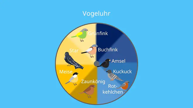 Abiotischer Faktor Licht; Vögel, Gesang, Helligkeit, innere biologische Uhr, Tag- Nachtrhythmus, licht, vogeluhr, vogelgesang, abiotischer faktor, abiotische faktoren, abiotischer umweltfaktor, umweltfaktor, umweltfaktoren, umweltfaktor licht