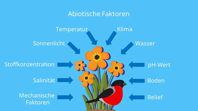 Wechselwirkung, Biotische Faktoren, Ökosystem, Biotop, Lebewesen, Pflanzen, Tiere, Abiotischer Faktor, Ökofaktoren, Abiotische Umweltfaktoren