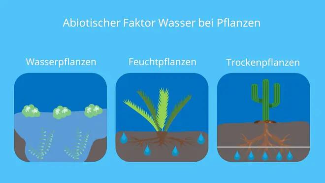 Abiotische Faktoren, Abiotische Umweltfaktoren, Ökofaktoren, Wasser, Pflanzen, Lebewesen, Wasserpflanzen, Feuchtpflanzen, Trockenpflanzen