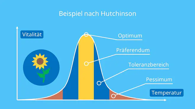 Beispiel nach Hutchinson, Sonnenblume, Temperatur, Umweltfaktor, Beispiel, Hutchinson, Ökologische Nische, Nischenraum, Mathematische Erfassung, Hyperraum, abiotische Faktoren, Biotische Faktoren