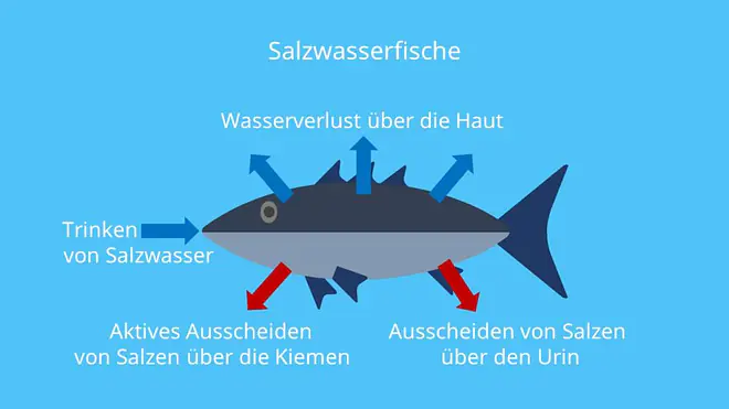 Abiotischer Faktor Wasser, Abiotische Faktoren, Umweltfaktoren, Tiere, Lebewesen, Auswirkung, Wechselwirkung