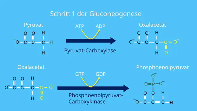 Pyruvatcarboxylase, Phosphoenolpyruvat-Carboxykinase, Oxalacetat, ATP, Enzyme, Anabolismus