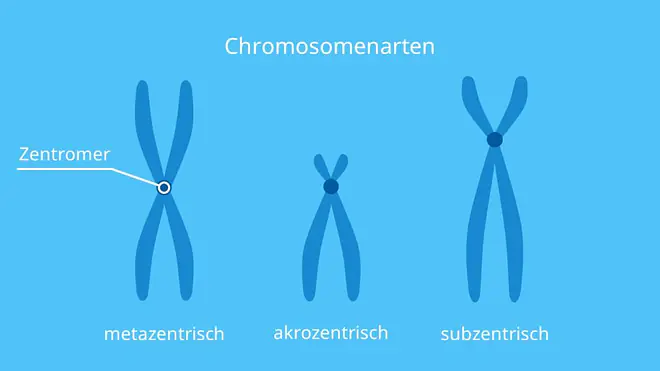 Chromosomen, Arten, metazentrisch, akrozentrisch, subzentrisch, Zentromer