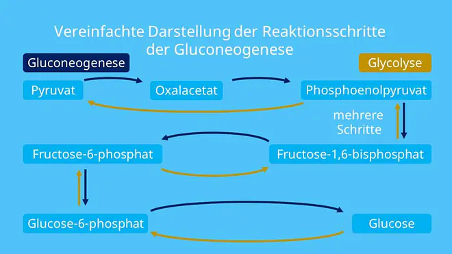 Glucose, Pyruvat, ATP, Enzyme, Pyruvat zu Oxalacetat