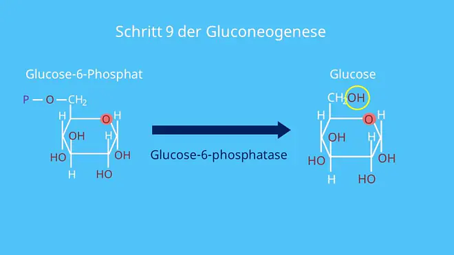 Enzym, Glucose Aufbau
