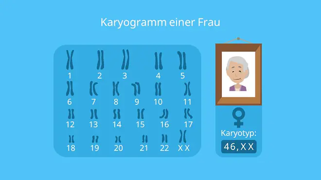 Karyogramm Frau, Chromosomen, Autosomen, Gonosomen