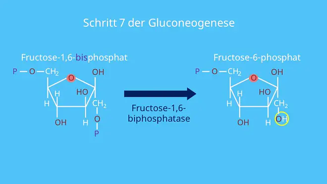Enzyme, Phosphorylierung