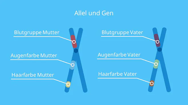Allel und Gen, homologe Chromosomen, Allel, Gen, Genort, Genlokus, Mutation, Mendelsche Regeln