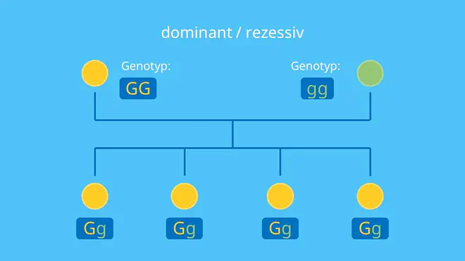 Mendelsche Regeln, Uniformitätsregel, Genotyp, Phänotyp, Vererbungslehre, Allel, Gen, rezessiv, dominant