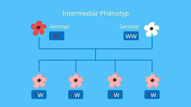 Intermediär Phänotyp, Intermediär, Genotyp, Allel, Allele, Phänotyp, Genlocus, Vererbung, Mendelsche Regeln
