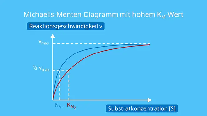 Michaelis-Menten-Diagramm mit hohem KM-Wert, Michaelis Menten Konstante, Michaelis Konstante, Michaelis-Menten-Gleichung, Affinität, Substrate, Substratkonzentration, KM Wert