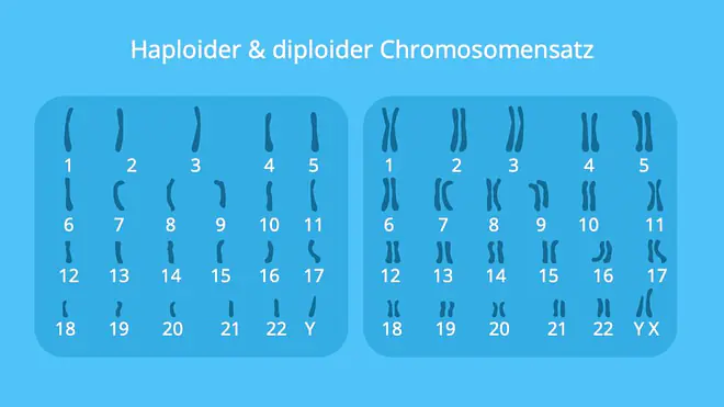 Chromosomensatz, haploid, diploid, Chromosomensatz Mann, Karyogramm