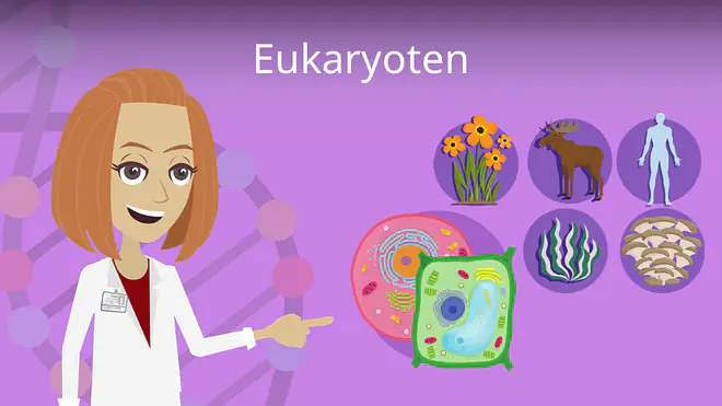 Zum Video: Eukaryoten