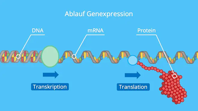 DNA, mRNA, Protein, Transkription, Translation, Proteinbiosynthese