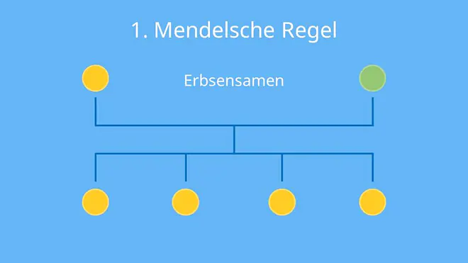  uniform, Uniformitätsregel, Erbsen, Samenfarbe, Parentalgeneration; Filialgeneration; Kreuzungsschema