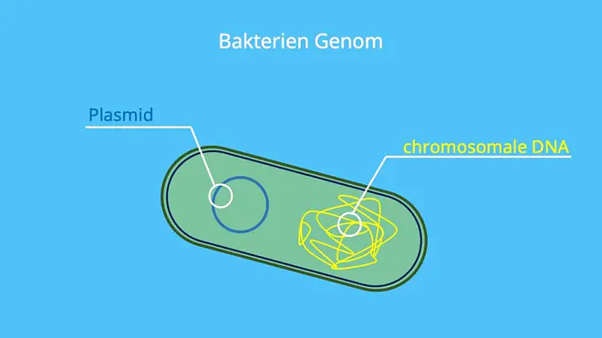 Genom Bakterien, chromosomale DNA, Plasmid, ringförmige DNA