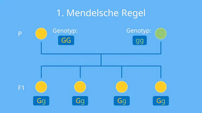  uniform, Uniformitätsregel, Erbsen, Samenfarbe, Parentalgeneration; Filialgeneration; Kreuzungsschema