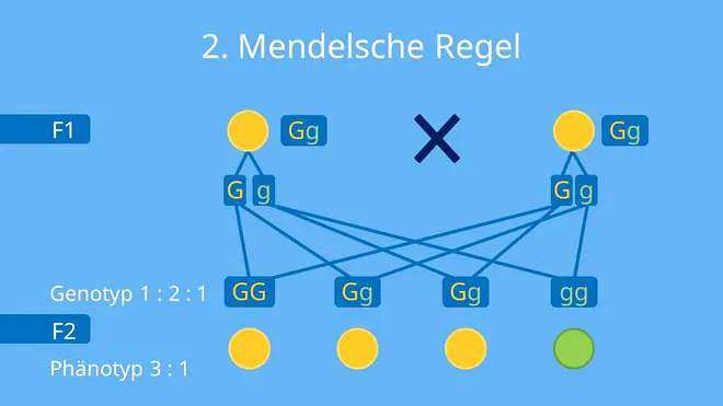 monohybrider Erbgang, Phänotyp, Genotyp, Spaltungsregel, Mendel, Erbsen Parentalgeneration, F1, F2-Generation