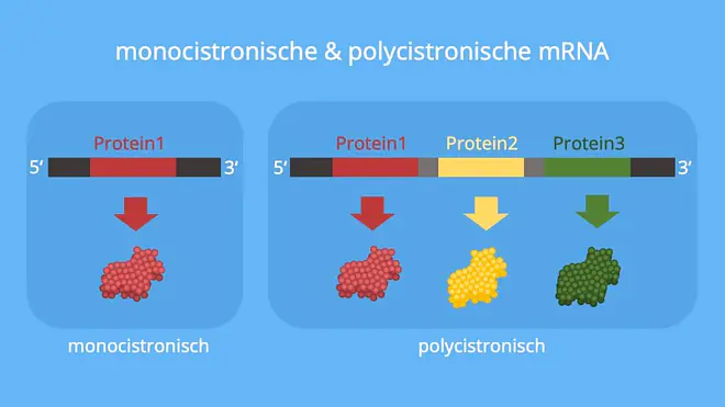 mRNA, Prokaryoten, Eukaryoten, monocistronisch, polycistronisch, Proteine