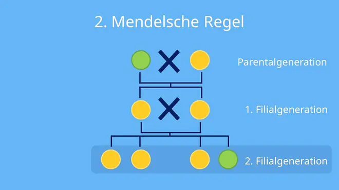 Parentalgeneration; Spaltungsregel, Phänotyp, Genotyp, Erbsensamen, Erbsenfarbe